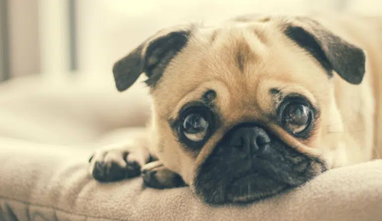 pug worried about your abnormal pap test