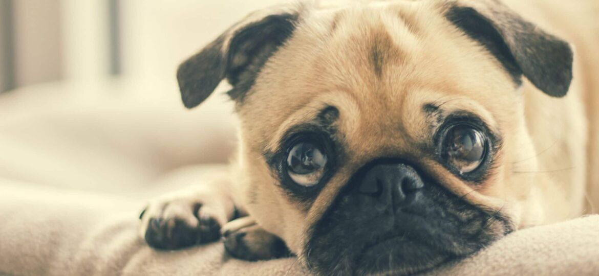 pug worried about your abnormal pap test