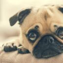 pug worried about your abnormal pap test